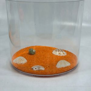 Mika Silindir Kutu İçinde Turuncu Kum ve Deniz Kabukları Dekoru